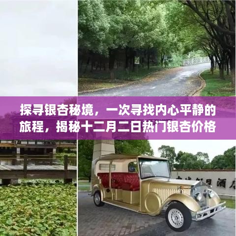 探寻银杏秘境，内心平静的旅程与十二月二日热门银杏价格揭秘