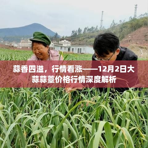 蒜香四溢，市场看涨——大蒜蒜薹价格行情深度解析