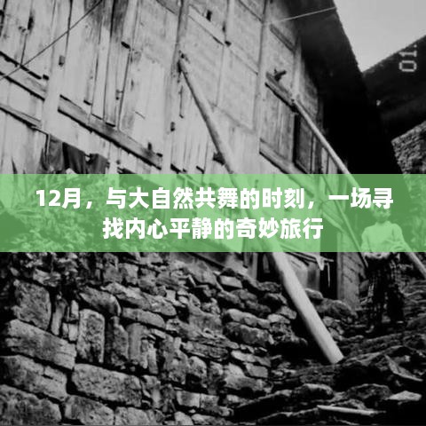 12月心灵之旅，与自然共舞，寻找内心平静的奇妙旅程