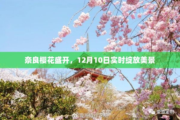 奈良樱花盛开，实时绽放美景，12月10日欣赏绚丽樱花盛开瞬间