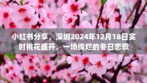 小红书分享，深圳冬日桃花盛开，绚烂恋歌启幕在2024年12月18日