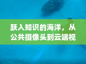 从公共摄像头到云端视野，跃入知识的海洋，学习铸就自信与成就