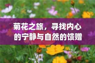 菊花之旅，探寻内心宁静与自然馈赠的旅程