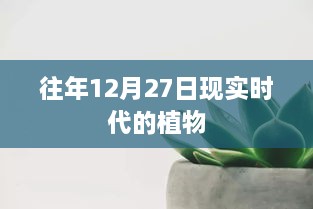 现实时代植物风采，历年12月27日观察记录