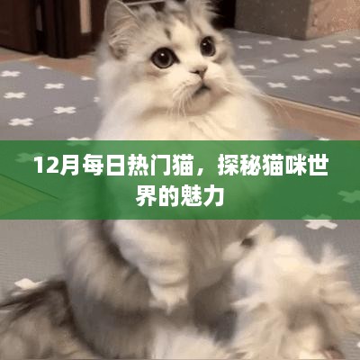 探秘猫咪世界魅力，每日热门猫盘点（12月）