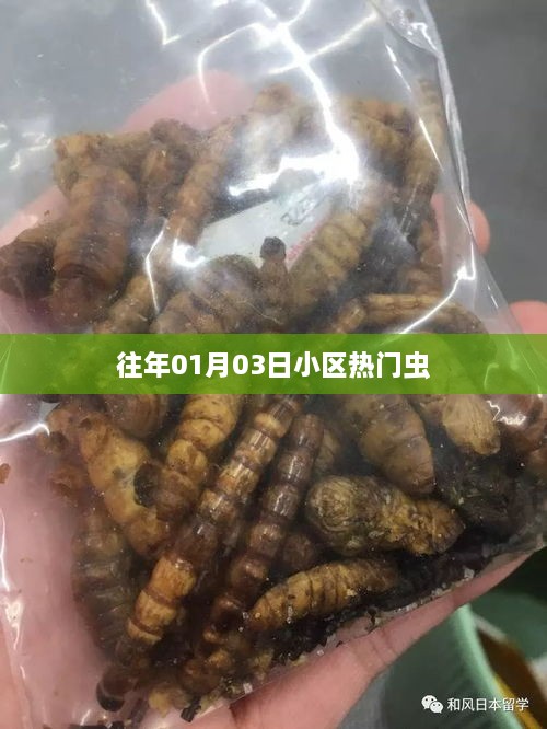 小区往年元旦后热门昆虫观察