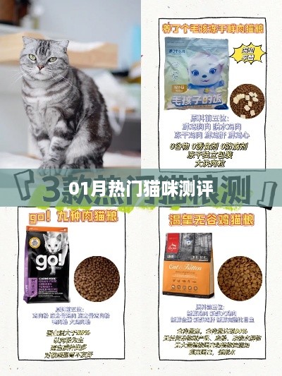 最新热门猫咪测评报告来袭！