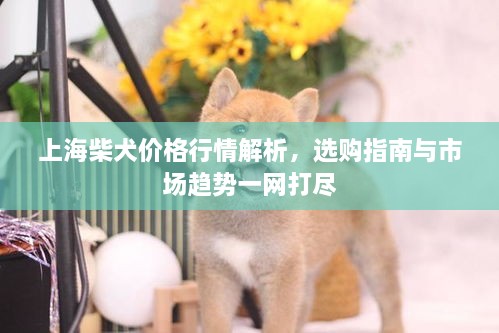 上海柴犬价格行情解析，选购指南与市场趋势一网打尽