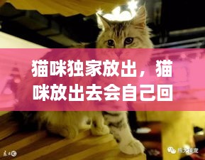 猫咪独家放出，猫咪放出去会自己回家吗 