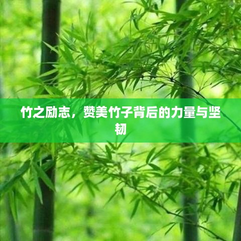 竹之励志，赞美竹子背后的力量与坚韧