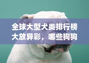 全球大型犬类排行榜大放异彩，哪些狗狗独占鳌头？