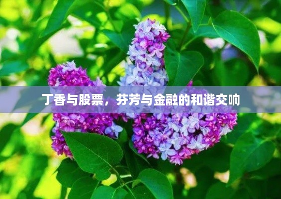 丁香与股票，芬芳与金融的和谐交响