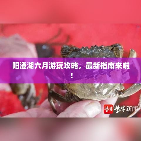 阳澄湖六月游玩攻略，最新指南来啦！