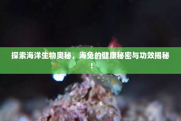 探索海洋生物奥秘，海兔的健康秘密与功效揭秘！