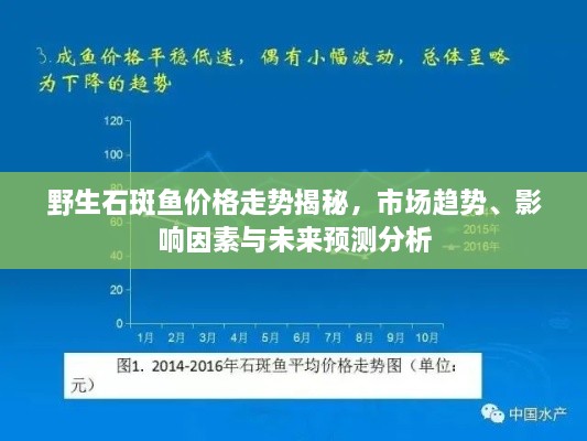 野生石斑鱼价格走势揭秘，市场趋势、影响因素与未来预测分析