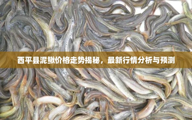 西平县泥鳅价格走势揭秘，最新行情分析与预测