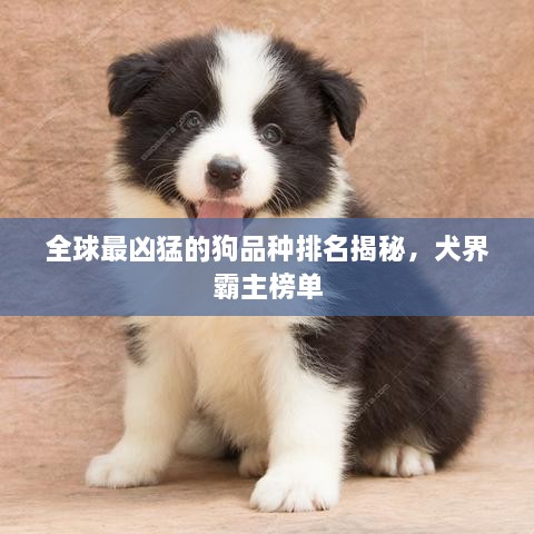 全球最凶猛的狗品种排名揭秘，犬界霸主榜单