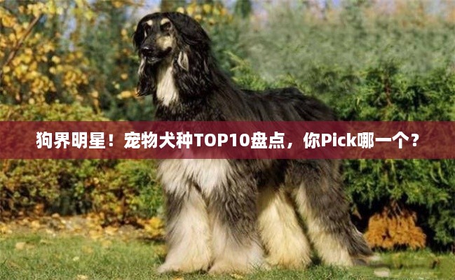 狗界明星！宠物犬种TOP10盘点，你Pick哪一个？