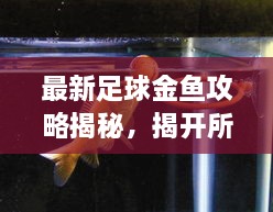 最新足球金鱼攻略揭秘，揭开所有谜团！