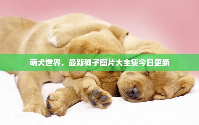 萌犬世界，最新狗子图片大全集今日更新