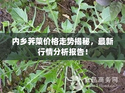 内乡荠菜价格走势揭秘，最新行情分析报告！