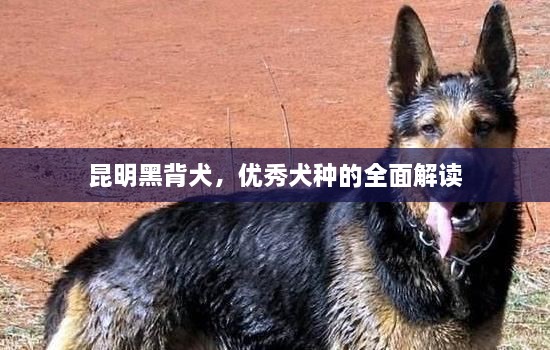 昆明黑背犬，优秀犬种的全面解读