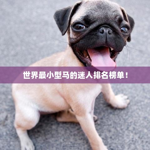 世界最小型马的迷人排名榜单！